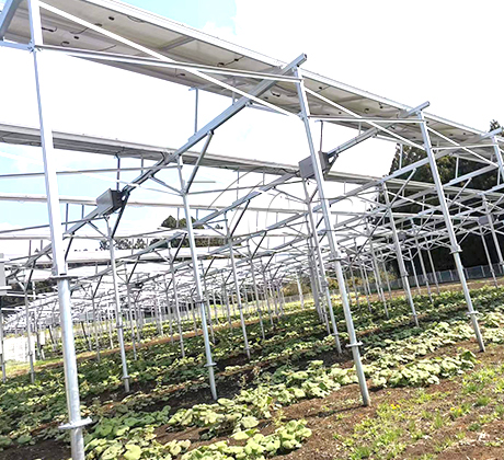 Cơ cấu lắp đặt nông nghiệp 284KW tại Nhật Bản